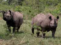 S&uuml;dafrika, Hluhluwe, Safari, Guide, Big Five S&uuml;dafrika South Africa KwaZulu-Natal Coast KwaZulu-Natal K&uuml;ste Hluhluwe Hluhluwe-Umfolozi Park Umfolozie Umfolozi Game Reserve Safari Guide Erfahrene Safari Guide Hluhluwe Guide Big Five Fotos Reisebericht G&auml;stehaus B&B in S&uuml;dafrika B&B in South Africa Guest house Unterbringung in S&uuml;dafrika G&auml;steh&auml;user in S&uuml;dafrika Urlaub in S&uuml;dafrika Fischen Angeln Schnorcheln Wildlife Wilde Tiere Bilder Fotos aus S&uuml;dafrika St.Lucia Jeff Asherwood Elefant adventure Africa travel in South Africa Reisen in S&uuml;dafrika Abenteuer Africa Reisen individuell Safari in Hluhluwe Abenteuer S&uuml;dafrika adventure Africa adventure South Africa