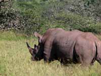 S&uuml;dafrika South Africa KwaZulu-Natal Coast KwaZulu-Natal K&uuml;ste Hluhluwe Hluhluwe-Umfolozi Park Umfolozie Umfolozi Game Reserve Safari Guide Erfahrene Safari Guide Hluhluwe Guide Big Five Fotos Reisebericht G&auml;stehaus B&B in S&uuml;dafrika B&B in South Africa Guest house Unterbringung in S&uuml;dafrika G&auml;steh&auml;user in S&uuml;dafrika Urlaub in S&uuml;dafrika Fischen Angeln Schnorcheln Wildlife Wilde Tiere Bilder Fotos aus S&uuml;dafrika St.Lucia Jeff Asherwood Elefant adventure Africa travel in South Africa Reisen in S&uuml;dafrika Abenteuer Africa Reisen individuell Safari in Hluhluwe Abenteuer S&uuml;dafrika adventure Africa adventure South Africa