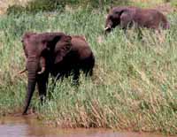 S&uuml;dafrika South Africa KwaZulu-Natal Coast KwaZulu-Natal K&uuml;ste Hluhluwe Hluhluwe-Umfolozi Park Umfolozie Umfolozi Game Reserve Safari Guide Erfahrene Safari Guide Hluhluwe Guide Big Five Fotos Reisebericht G&auml;stehaus B&B in S&uuml;dafrika B&B in South Africa Guest house Unterbringung in S&uuml;dafrika G&auml;steh&auml;user in S&uuml;dafrika Urlaub in S&uuml;dafrika Fischen Angeln Schnorcheln Wildlife Wilde Tiere Bilder Fotos aus S&uuml;dafrika St.Lucia Jeff Asherwood Elefant adventure Africa travel in South Africa Reisen in S&uuml;dafrika Abenteuer Africa Reisen individuell Safari in Hluhluwe Abenteuer S&uuml;dafrika adventure Africa adventure South Africa