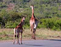 S&uuml;dafrika South Africa KwaZulu-Natal Coast KwaZulu-Natal K&uuml;ste Hluhluwe Hluhluwe-Umfolozi Park Umfolozie Umfolozi Game Reserve Safari Guide Erfahrene Safari Guide Hluhluwe Guide Big Five Fotos Reisebericht G&auml;stehaus B&B in S&uuml;dafrika B&B in South Africa Guest house Unterbringung in S&uuml;dafrika G&auml;steh&auml;user in S&uuml;dafrika Urlaub in S&uuml;dafrika Fischen Angeln Schnorcheln Wildlife Wilde Tiere Bilder Fotos aus S&uuml;dafrika St.Lucia Jeff Asherwood Elefant adventure Africa travel in South Africa Reisen in S&uuml;dafrika Abenteuer Africa Reisen individuell Safari in Hluhluwe Abenteuer S&uuml;dafrika adventure Africa adventure South Africa
