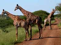 Safari in Hluhluwe, Big Five, Elefant, L&ouml;we, Leopard, B&uuml;ffel, Safari in S&uuml;dafrika S&uuml;dafrika South Africa KwaZulu-Natal Coast KwaZulu-Natal K&uuml;ste Hluhluwe Hluhluwe-Umfolozi Park Umfolozie Umfolozi Game Reserve Safari Guide Erfahrene Safari Guide Hluhluwe Guide Big Five Fotos Reisebericht G&auml;stehaus B&B in S&uuml;dafrika B&B in South Africa Guest house Unterbringung in S&uuml;dafrika G&auml;steh&auml;user in S&uuml;dafrika Urlaub in S&uuml;dafrika Fischen Angeln Schnorcheln Wildlife Wilde Tiere Bilder Fotos aus S&uuml;dafrika St.Lucia Jeff Asherwood Elefant adventure Africa travel in South Africa Reisen in S&uuml;dafrika Abenteuer Africa Reisen individuell Safari in Hluhluwe Abenteuer S&uuml;dafrika adventure Africa adventure South Africa